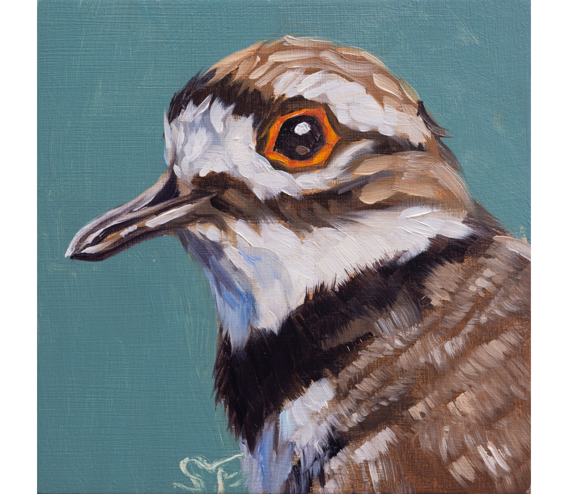 Sheila Evans "Killdeer"